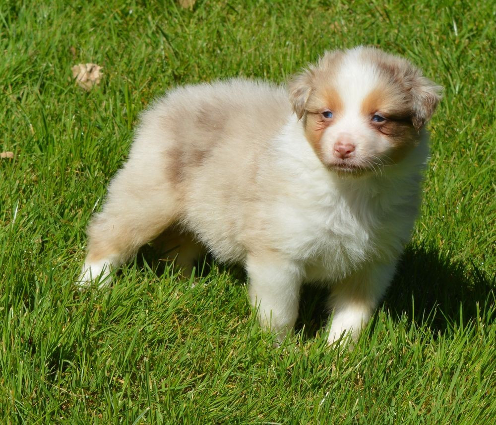 du Chemin de la Lune aux Reves - Chiots disponibles - Berger Australien