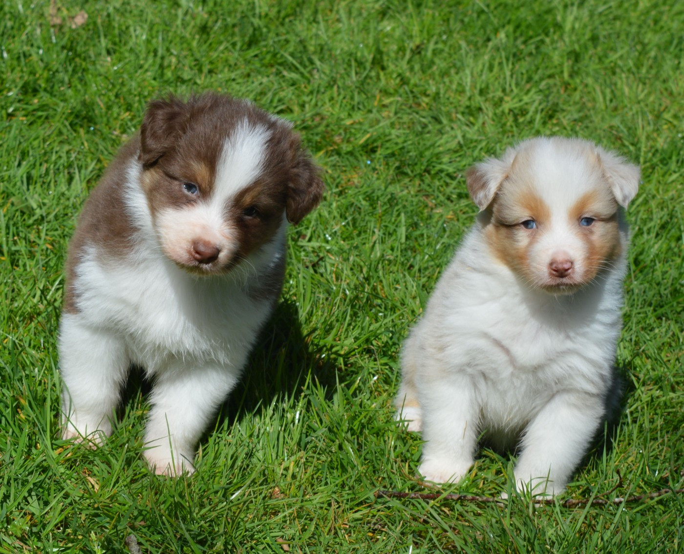 du Chemin de la Lune aux Reves - Berger Australien - Portée née le 13/02/2026
