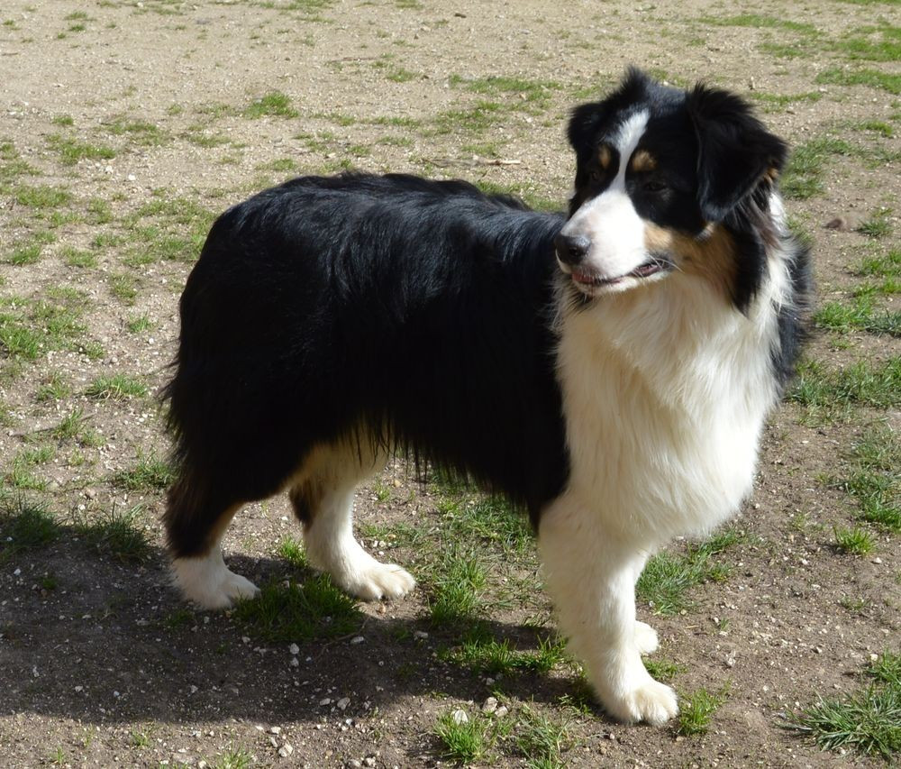 Chiot Berger Australien du Chemin de la Lune aux Reves