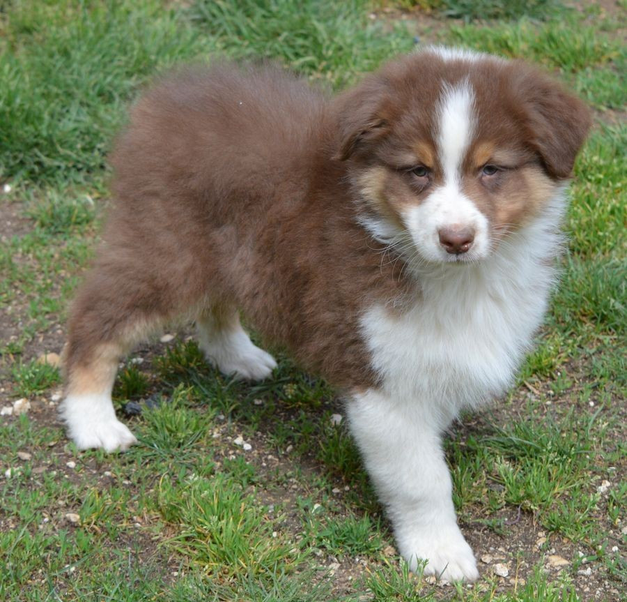 du Chemin de la Lune aux Reves - Chiots disponibles - Berger Australien