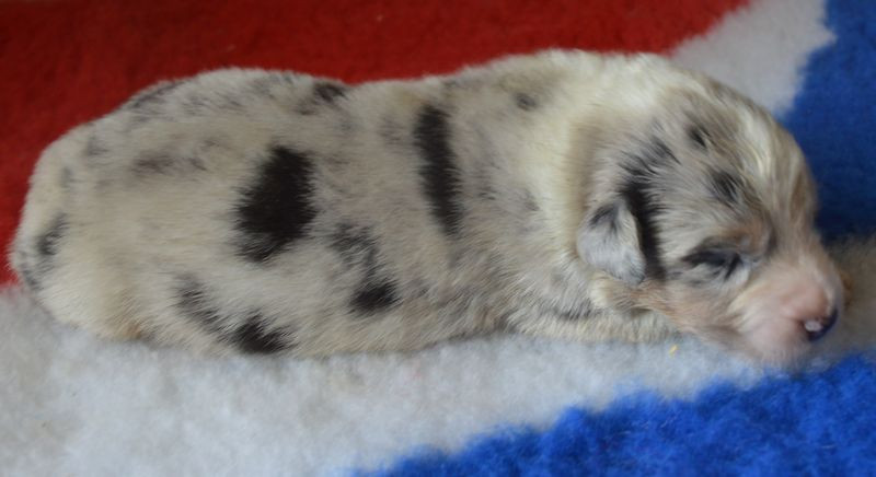 Chiot Berger Australien du Chemin de la Lune aux Reves
