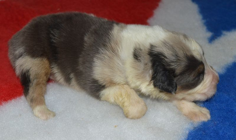 du Chemin de la Lune aux Reves - Chiots disponibles - Berger Australien