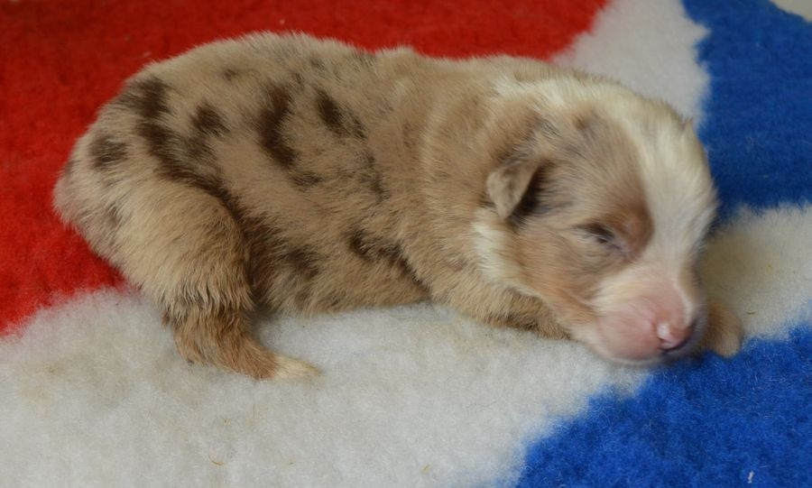 du Chemin de la Lune aux Reves - Chiots disponibles - Berger Australien