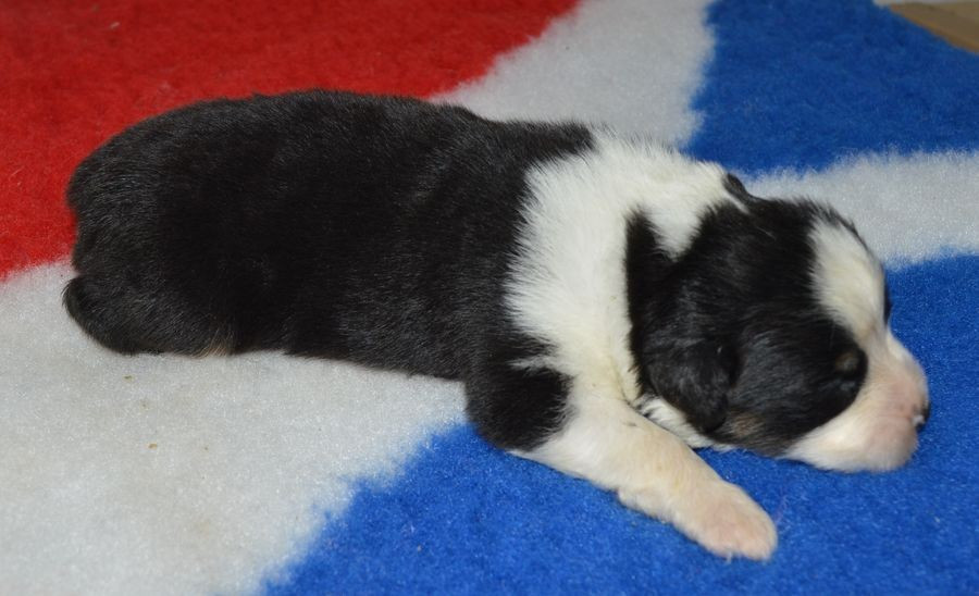 du Chemin de la Lune aux Reves - Chiots disponibles - Berger Australien
