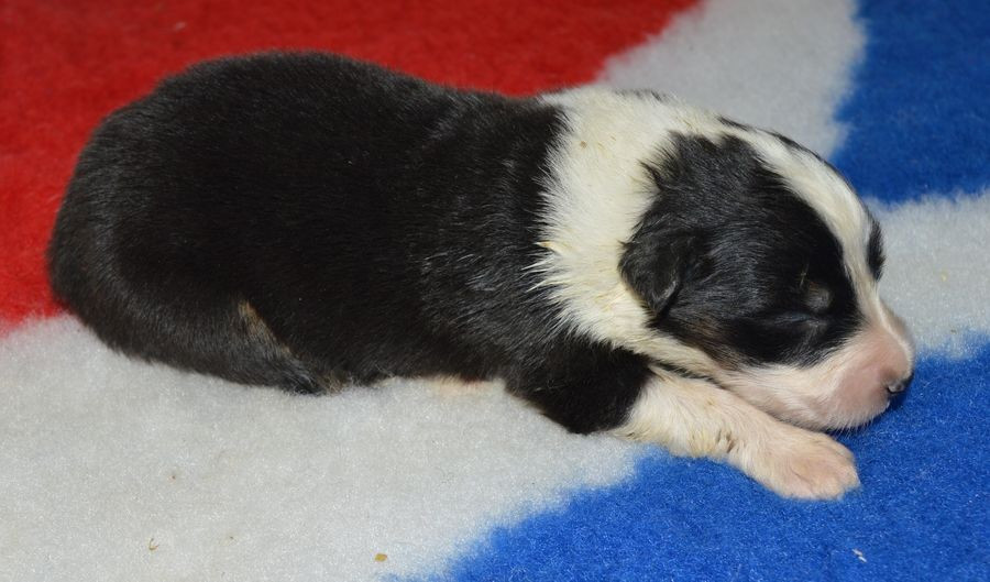du Chemin de la Lune aux Reves - Chiots disponibles - Berger Australien