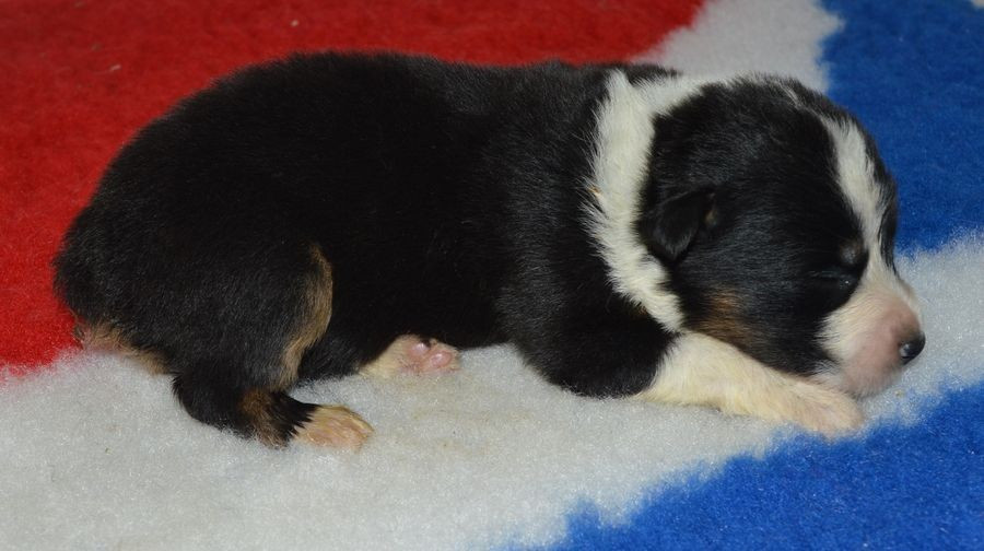 du Chemin de la Lune aux Reves - Chiots disponibles - Berger Australien