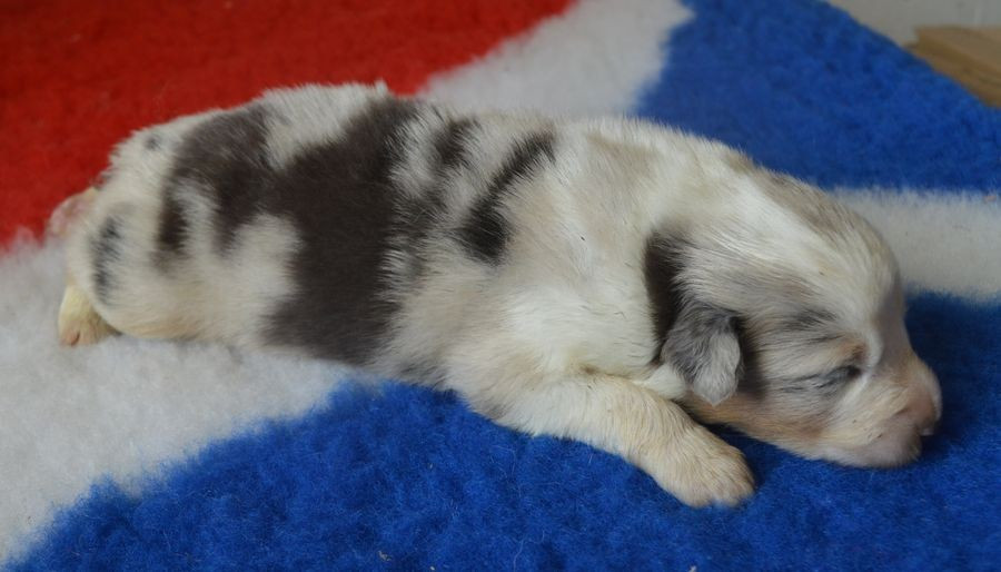 du Chemin de la Lune aux Reves - Chiots disponibles - Berger Australien