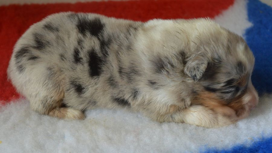 du Chemin de la Lune aux Reves - Chiots disponibles - Berger Australien