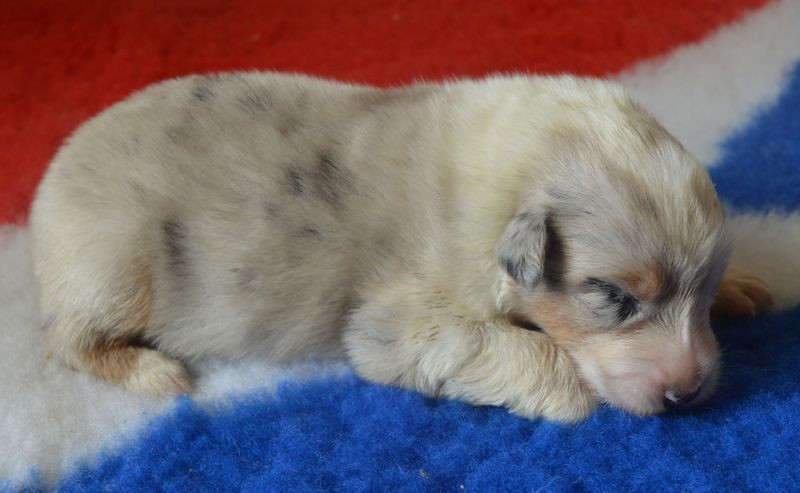 du Chemin de la Lune aux Reves - Chiots disponibles - Berger Australien