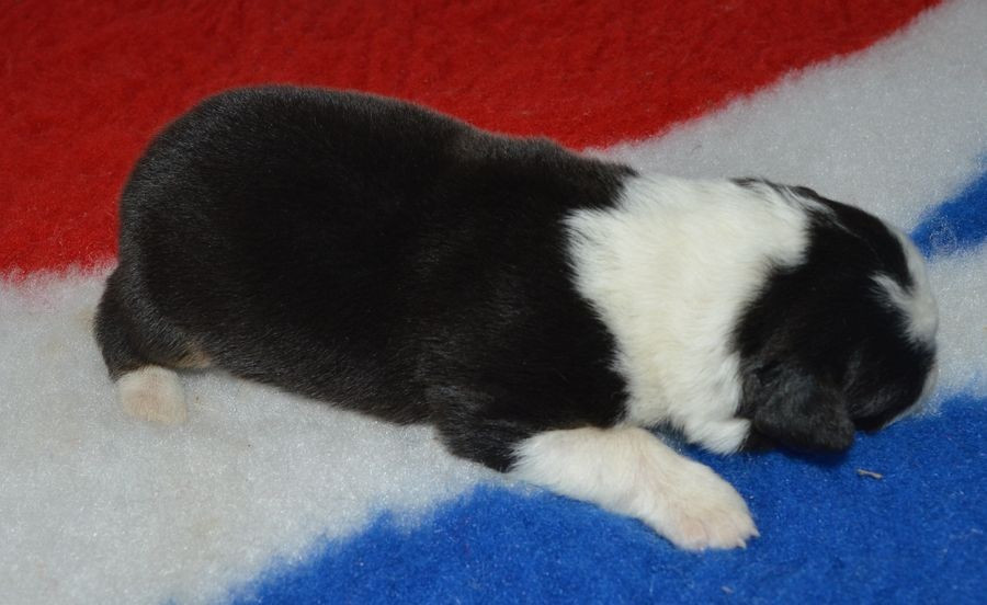 du Chemin de la Lune aux Reves - Chiots disponibles - Berger Australien