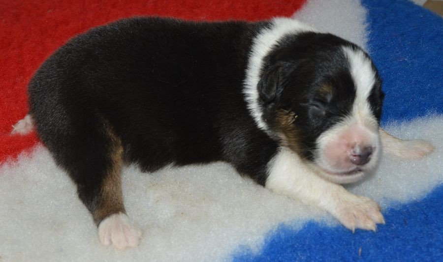 du Chemin de la Lune aux Reves - Chiots disponibles - Berger Australien