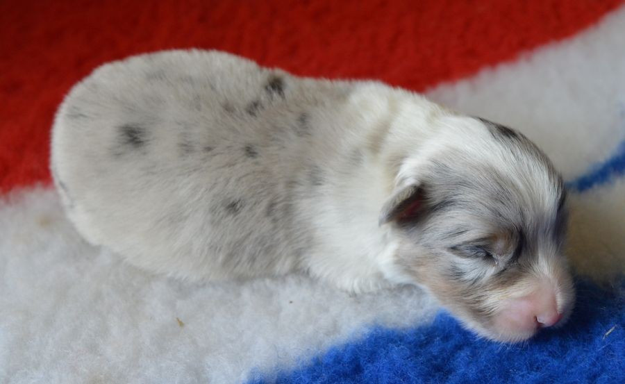 du Chemin de la Lune aux Reves - Chiots disponibles - Berger Australien