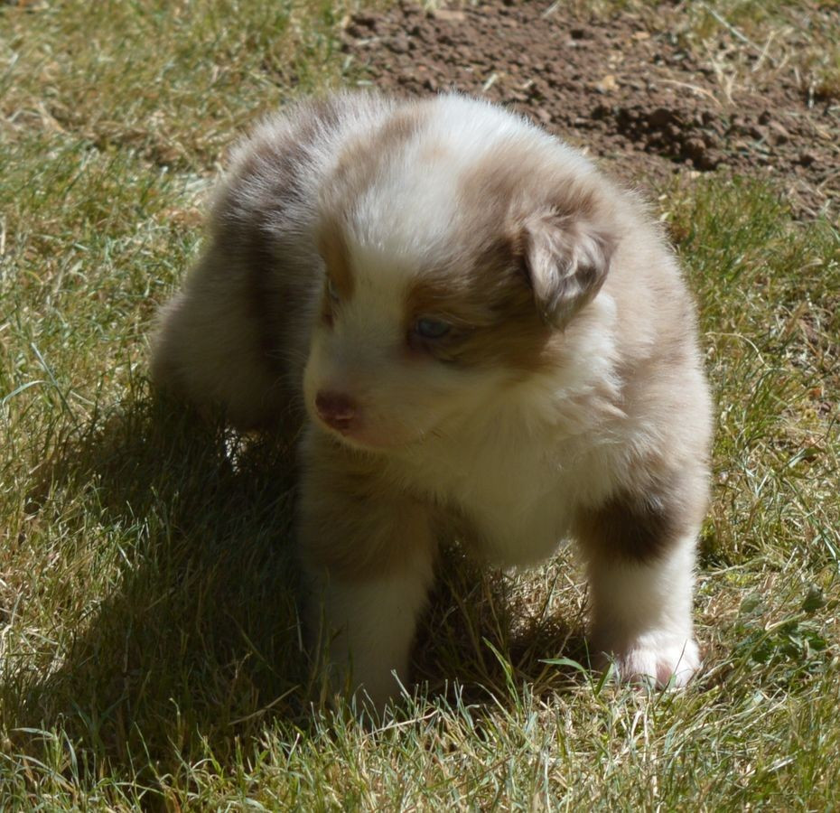 du Chemin de la Lune aux Reves - Chiots disponibles - Berger Australien