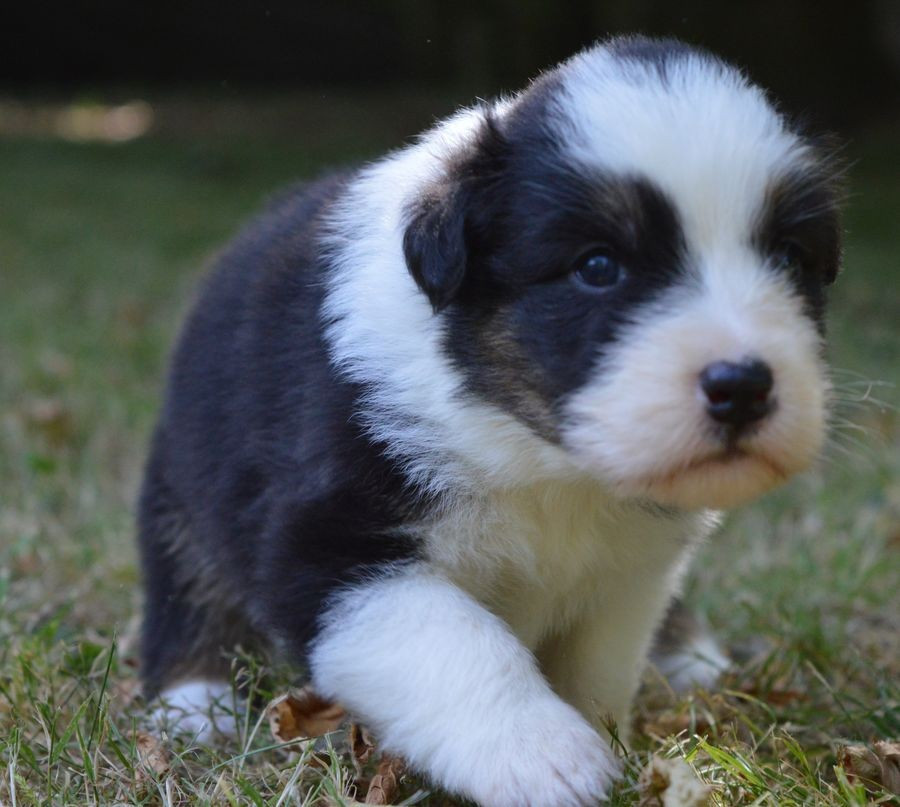 du Chemin de la Lune aux Reves - Chiots disponibles - Berger Australien