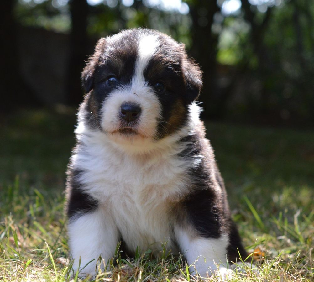 du Chemin de la Lune aux Reves - Chiots disponibles - Berger Australien