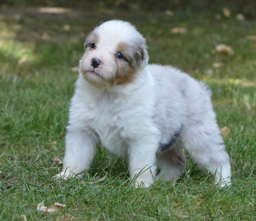 du Chemin de la Lune aux Reves - Chiots disponibles - Berger Australien