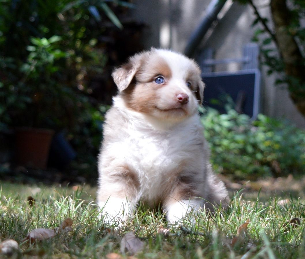 du Chemin de la Lune aux Reves - Chiots disponibles - Berger Australien