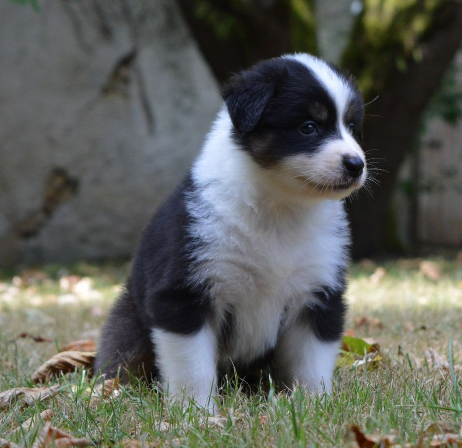 du Chemin de la Lune aux Reves - Chiots disponibles - Berger Australien