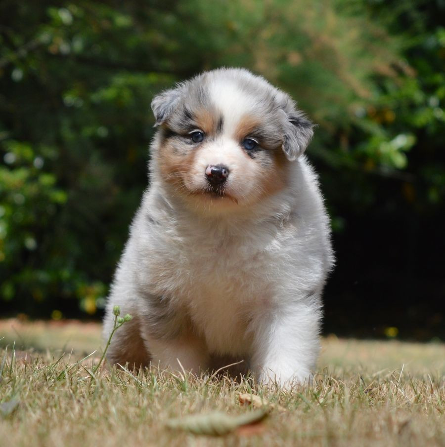 du Chemin de la Lune aux Reves - Chiots disponibles - Berger Australien
