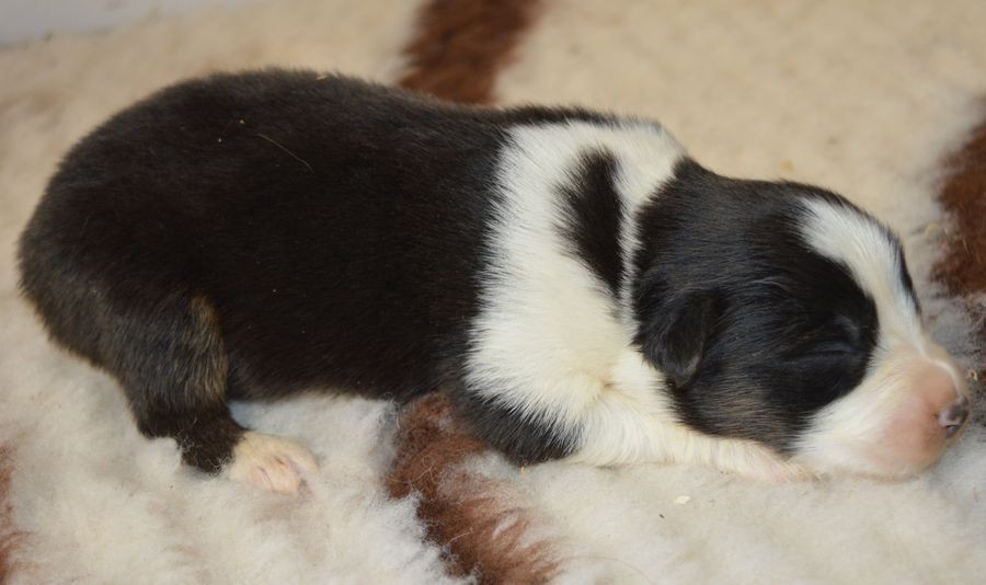 du Chemin de la Lune aux Reves - Chiots disponibles - Berger Australien