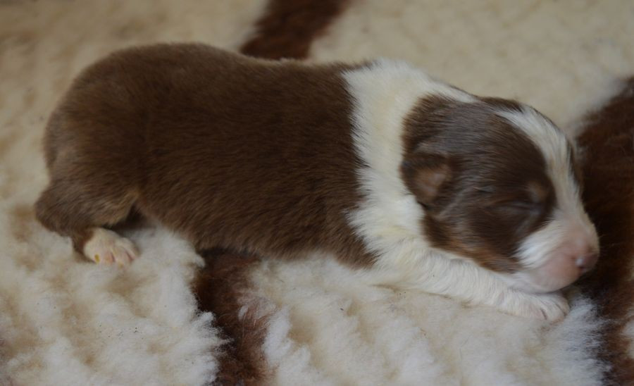 du Chemin de la Lune aux Reves - Chiots disponibles - Berger Australien