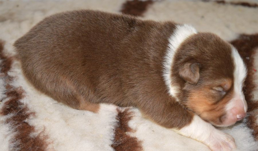 du Chemin de la Lune aux Reves - Chiots disponibles - Berger Australien