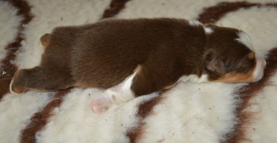 du Chemin de la Lune aux Reves - Chiots disponibles - Berger Australien