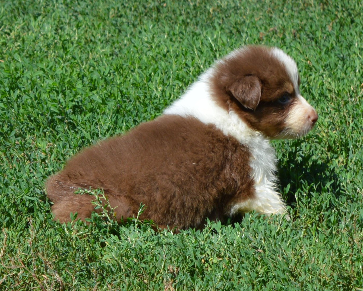 du Chemin de la Lune aux Reves - Chiots disponibles - Berger Australien