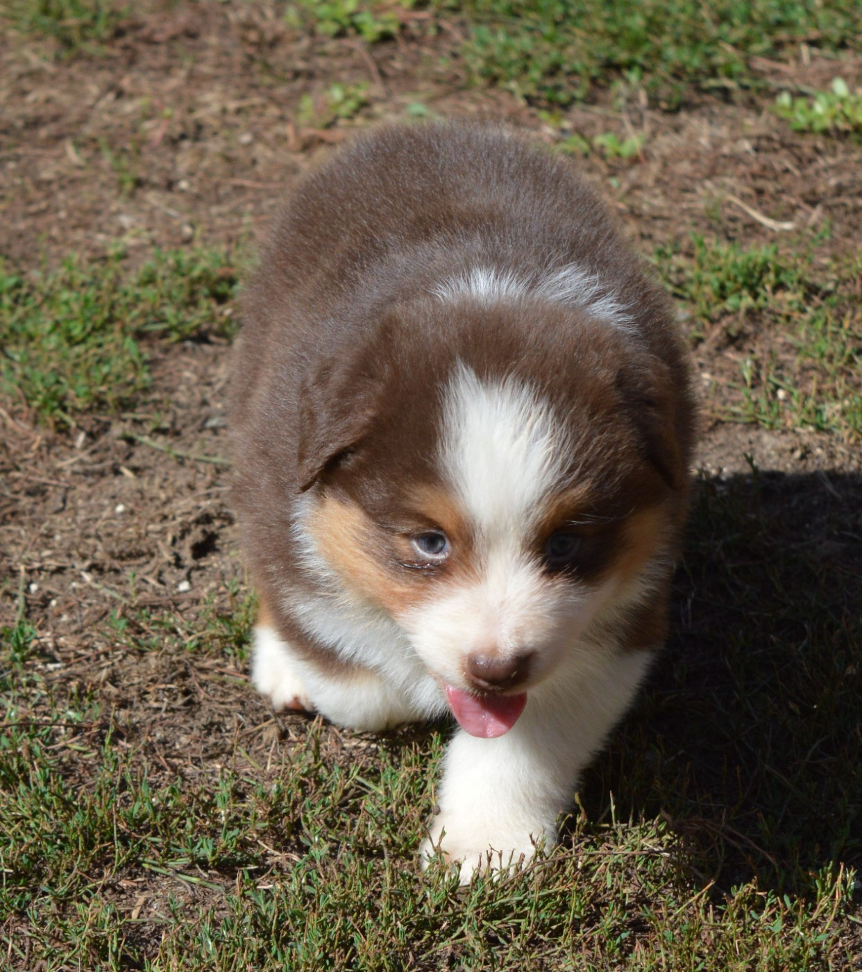 du Chemin de la Lune aux Reves - Chiots disponibles - Berger Australien