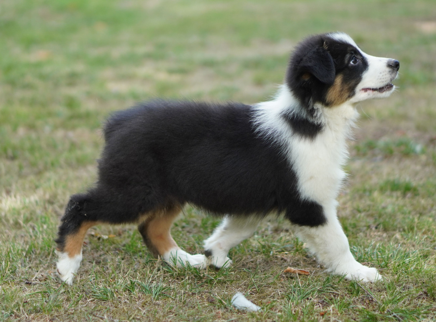 du Chemin de la Lune aux Reves - Chiots disponibles - Berger Australien