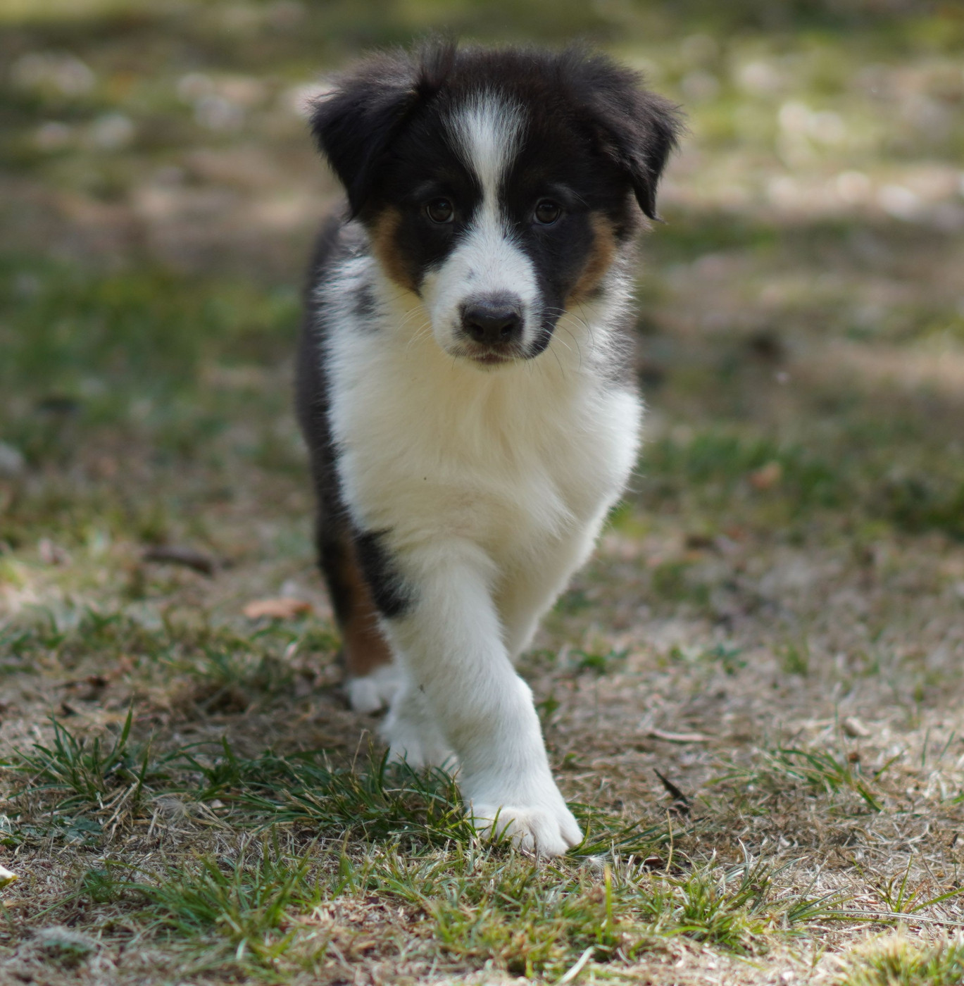 du Chemin de la Lune aux Reves - Chiots disponibles - Berger Australien