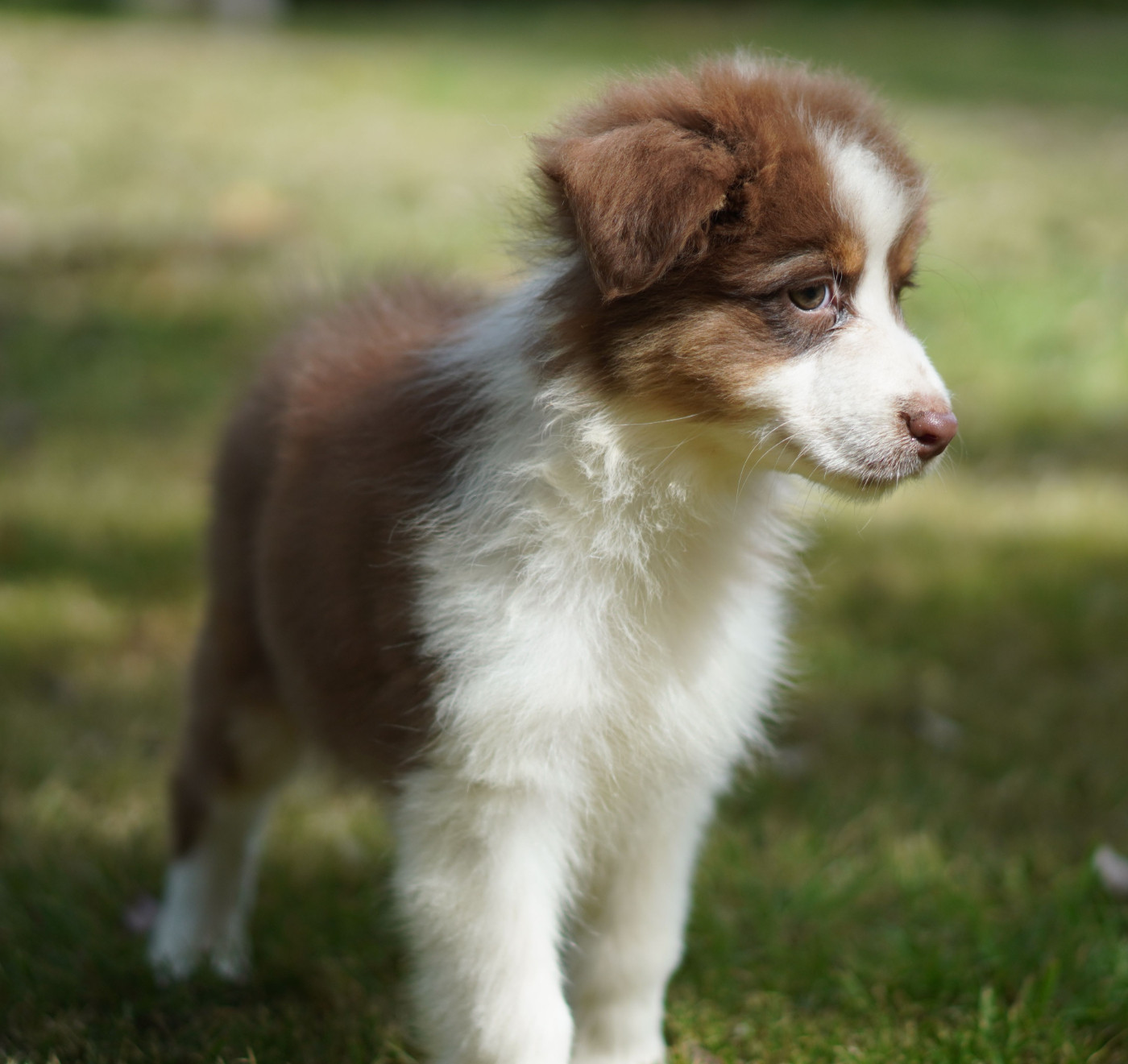 du Chemin de la Lune aux Reves - Chiots disponibles - Berger Australien