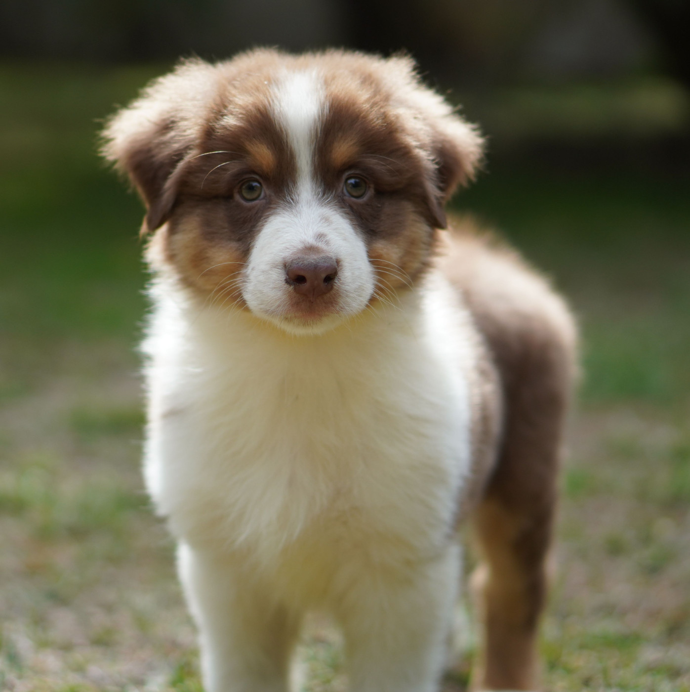 du Chemin de la Lune aux Reves - Chiots disponibles - Berger Australien