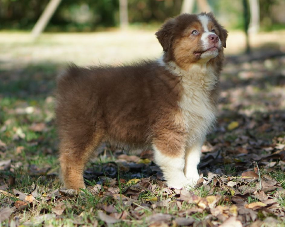 du Chemin de la Lune aux Reves - Chiots disponibles - Berger Australien