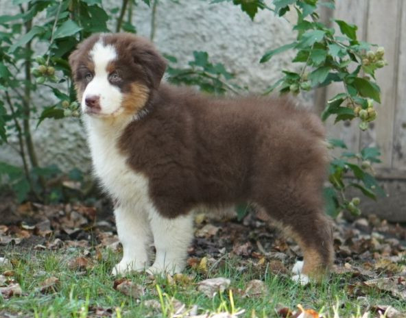 du Chemin de la Lune aux Reves - Chiots disponibles - Berger Australien