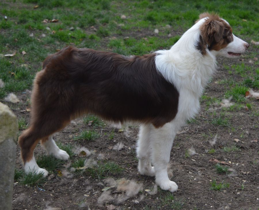 du Chemin de la Lune aux Reves - Chiots disponibles - Berger Australien