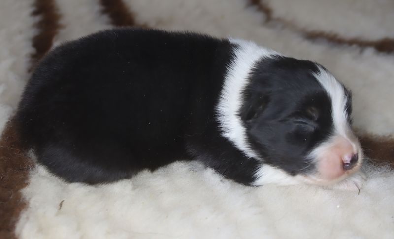 du Chemin de la Lune aux Reves - Chiots disponibles - Berger Australien