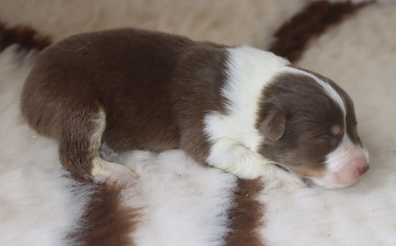 du Chemin de la Lune aux Reves - Chiots disponibles - Berger Australien