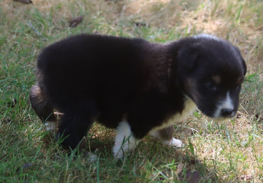 du Chemin de la Lune aux Reves - Chiots disponibles - Berger Australien
