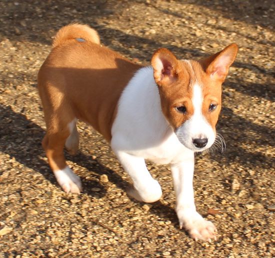 du Chemin de la Lune aux Reves - Basenji - Portée née le 17/01/2020
