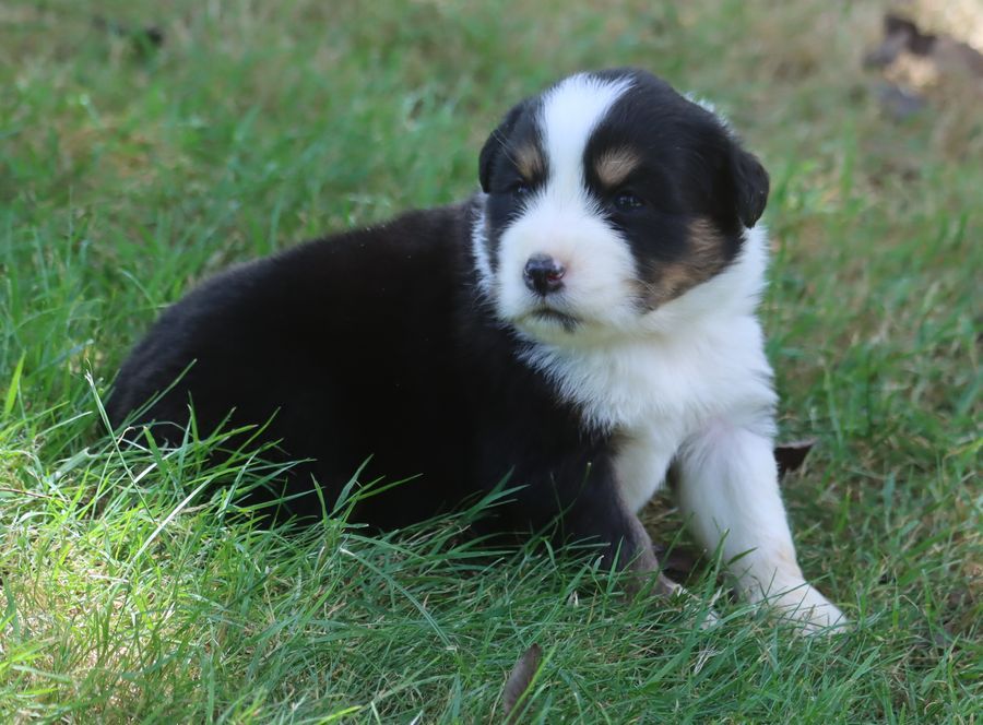 du Chemin de la Lune aux Reves - Chiots disponibles - Berger Australien