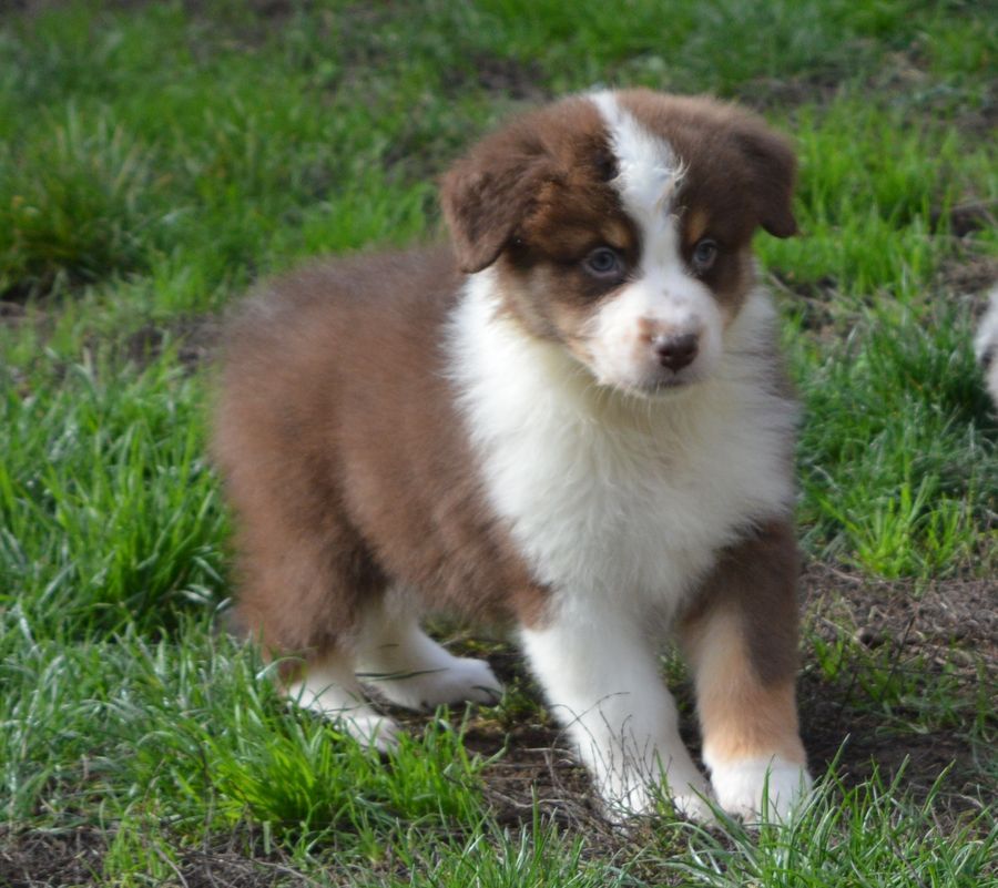 du Chemin de la Lune aux Reves - Chiots disponibles - Berger Australien