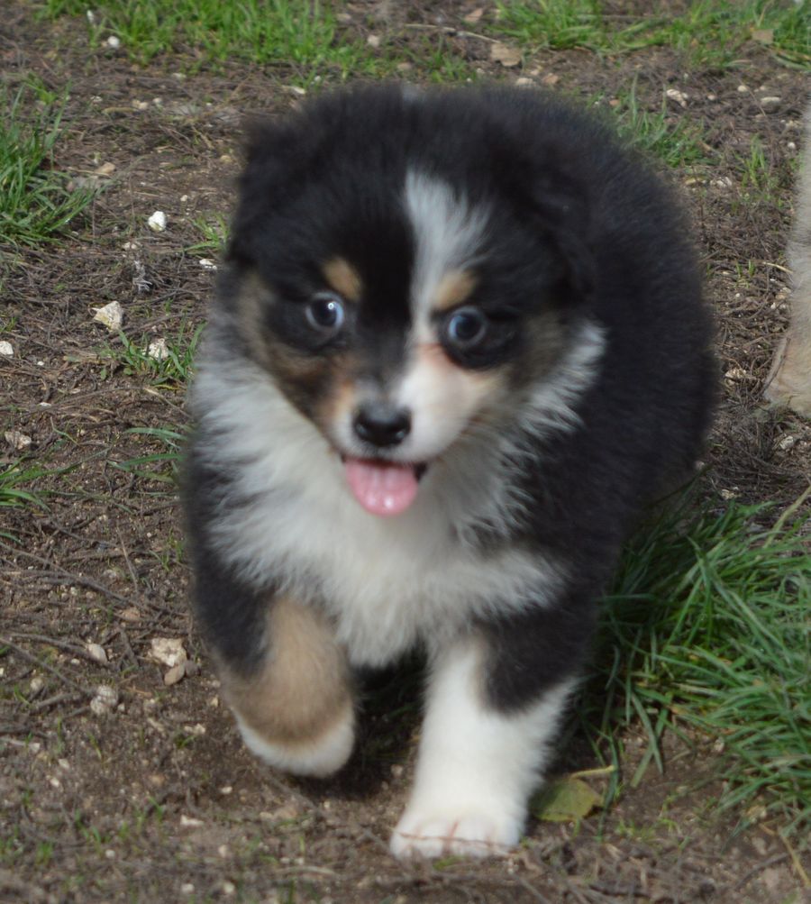 du Chemin de la Lune aux Reves - Chiots disponibles - Berger Australien