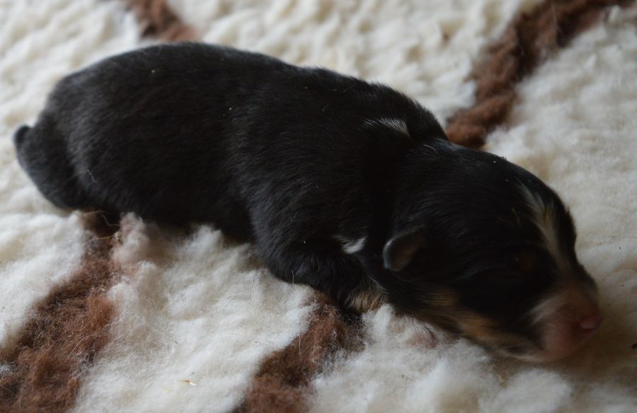 du Chemin de la Lune aux Reves - Chiots disponibles - Berger Australien