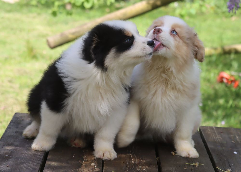 Chiot Berger Australien du Chemin de la Lune aux Reves