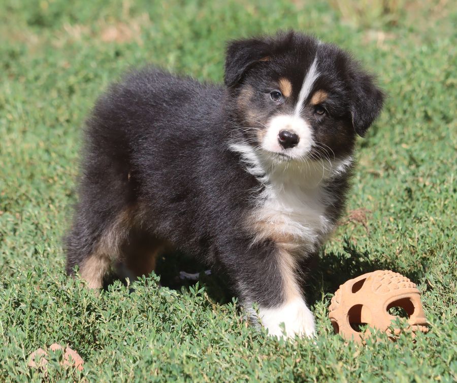 Chiot Berger Australien du Chemin de la Lune aux Reves