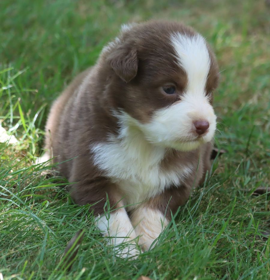 Chiot Berger Australien du Chemin de la Lune aux Reves