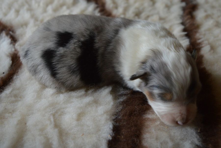 du Chemin de la Lune aux Reves - Chiots disponibles - Berger Australien