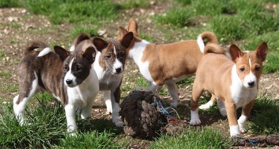 du Chemin de la Lune aux Reves - Basenji - Portée née le 08/02/2016