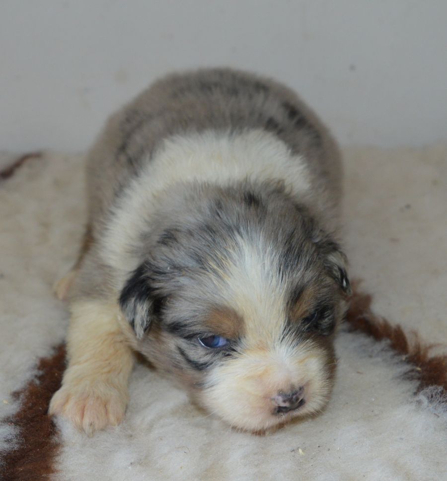 du Chemin de la Lune aux Reves - Chiots disponibles - Berger Australien